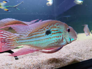 Geophagus Winemerelli Juvies for sale