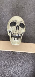 Novelty skull 