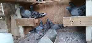 Basrawi Pigeons 