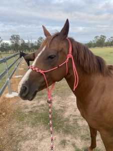 Unregistered QH mare in foal