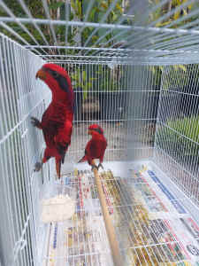Blue streak Lory young bonded unrelated pair