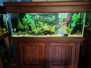 Fish tank aquarium 4 foot loaded