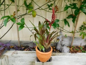 Bromeliad Pot Plant