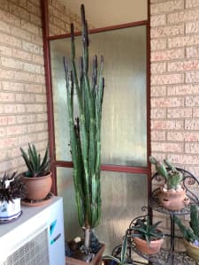 Succulent plants, 60 in total including plant stands and ornaments.