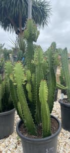 Cowboy cactus plants for sale