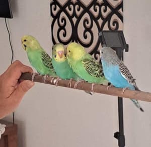 young budgies