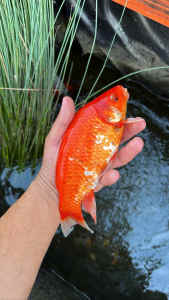 Large goldfish
