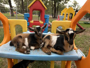 3 x Nigerian Dwarf Goat Pet Wethers