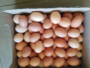 Partially Pasturised/Grain, bread & Veg. Feed Eggs $8/ dozen.