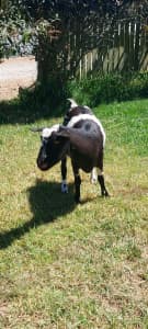 Friendly mini goats 