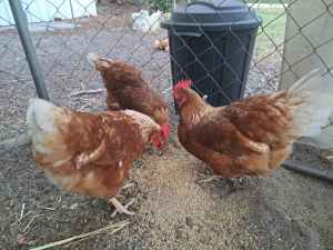 Laying Hens 3 Hyline