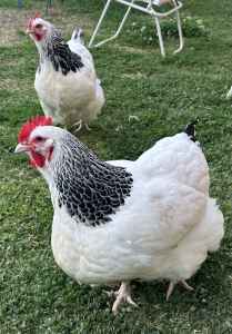 Beautiful Show quality Sussex hens