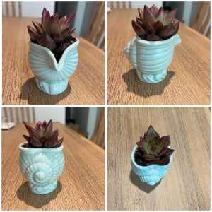 Succulent in blue shell planter