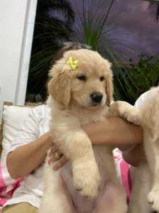 Pure Bred Golden Retriever Puppies