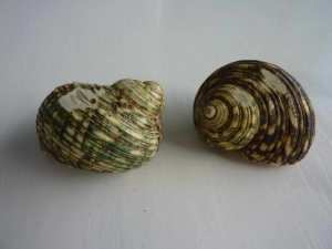Pair of 100% Natural Sea Shells