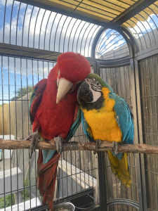 Green wings and Blue and gold Macaws