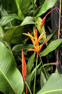 5 different heliconia 1.2m in 200mm