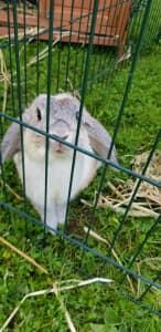 FREE mini lop bunny rabbits
