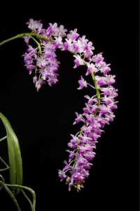 Species orchid - Aerides magnifica pink