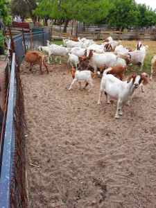 Goats for sale, mixed ages .