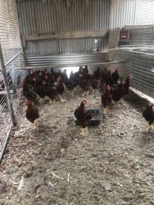 Rhode Island Red Roosters, 5 months old ,$30each.