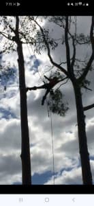Tree climber/arborist/labourers wanted North Brisbane