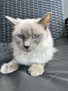 For Sale: purebred Female Ragdoll Mitted Sealpoint