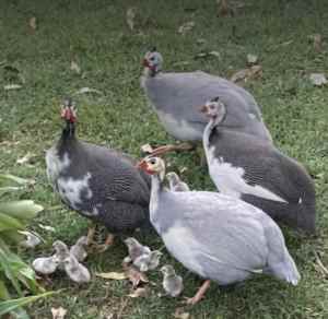 Guinea fowl keets - day old - PENDING PICK UP