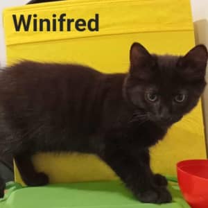 WINIFRED (IF085-23) - Rescue Cat - Vet Work Included Seville Grove Armadale Area Preview