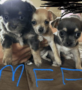 Long Cross shorthaired Chihuahua puppies
