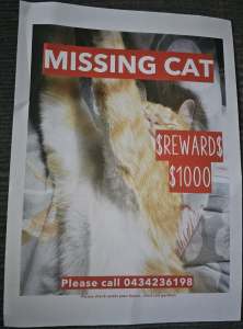 Lost ginger Cat