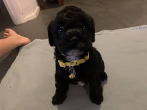 Cavoodle puppies available NOW - Sunshine Coast