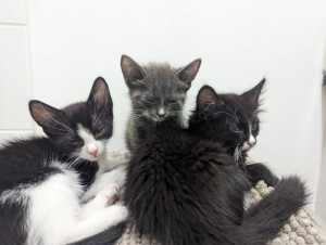 Rescue Kitten, Socks, 12 Weeks Old, All Vet Work Done