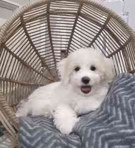 Male Moodle Puppy (Maltese Terrier x Toy Poodle)