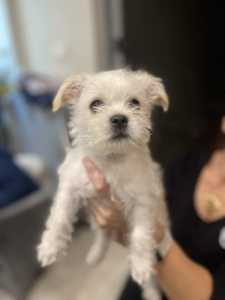 Chihuahua X Maltese/Shih Tzu Puppies ONLY ONE LEFT