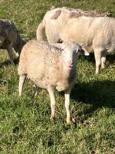 Self shedding Dorper x Australian White Sheep (Wethers) x 3