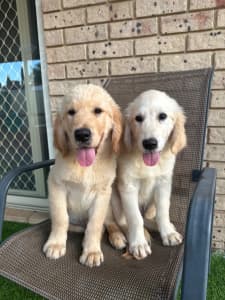 Last 2 Purebred DNA tested golden retriever puppies
