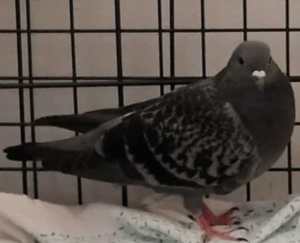 Found injured pigeon in need of forever home