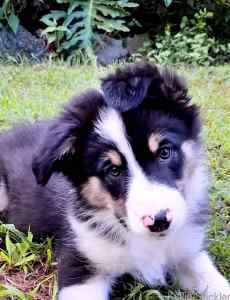 Border Collie Pure-bred Puppies