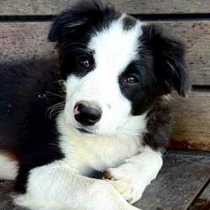 LAST BOY READY NOW! GORGEOUS PUREBRED BORDER COLLIE - PEDIGREE PAPERS