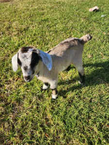 male baby goat
