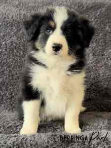 Border collie puppies purebred with papers only 2 left!!