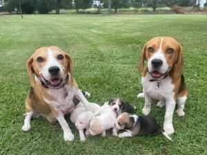 Purebred Beagle Puppies 🐶🐾