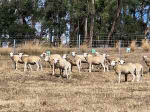 Wiltipoll (shedding) sheep 