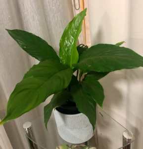 Healthy Peace Lily Indoor Plant