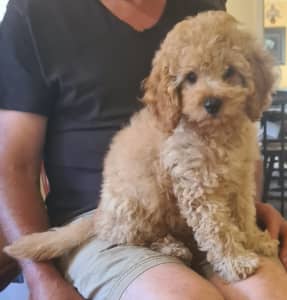 very cute cavoodle puppies