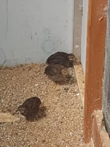 3x King quails 