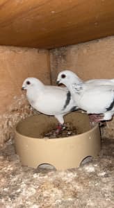 Middle eastern pigeons