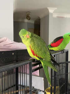 Breeding pair Red-Winged parrots
