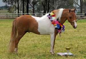 Miniature small horse stallion and mares for sale